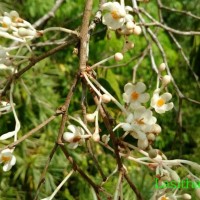 Doona ovalifolia Thwaites